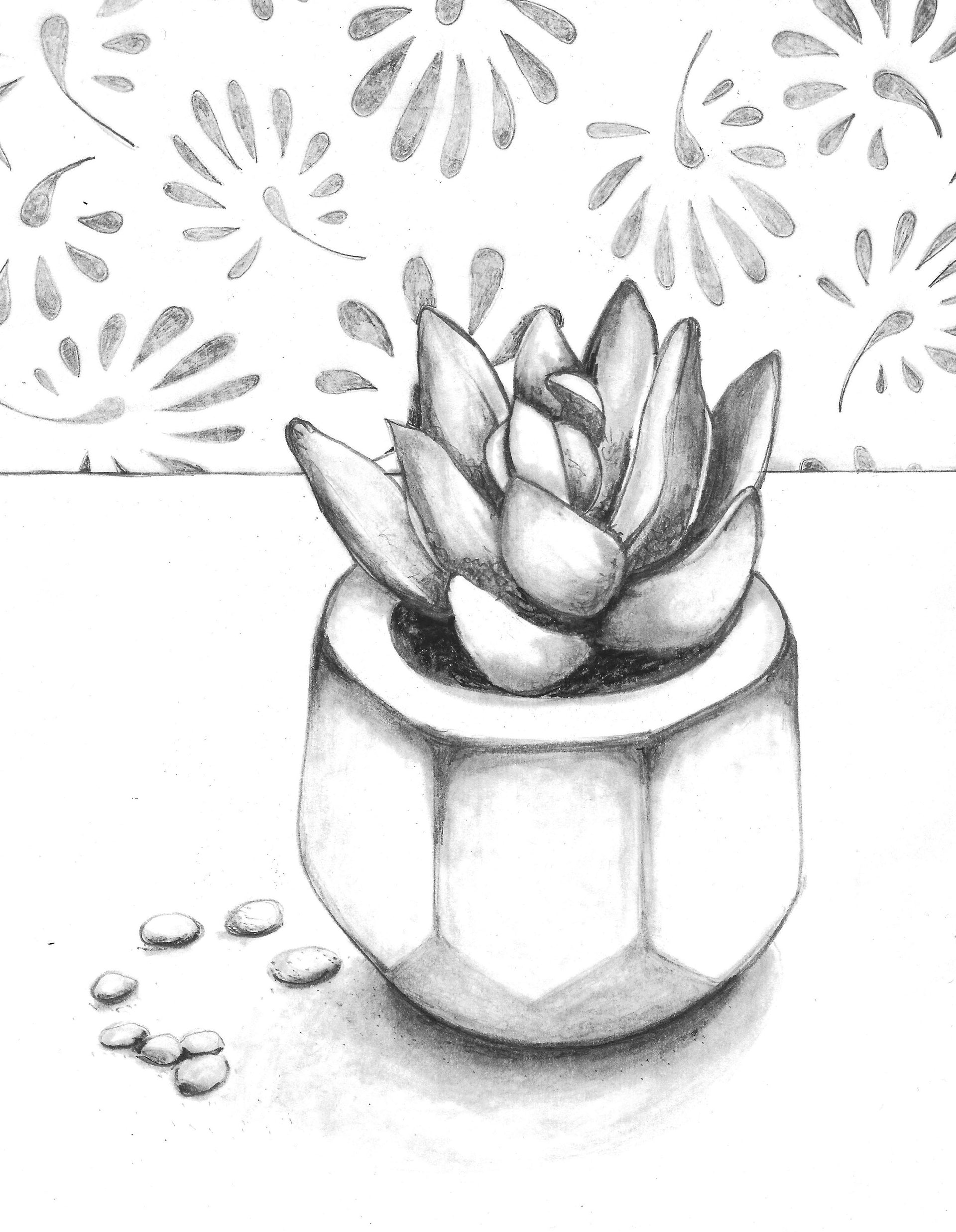 Succulent Sketch: How to Draw with a Photo Reference