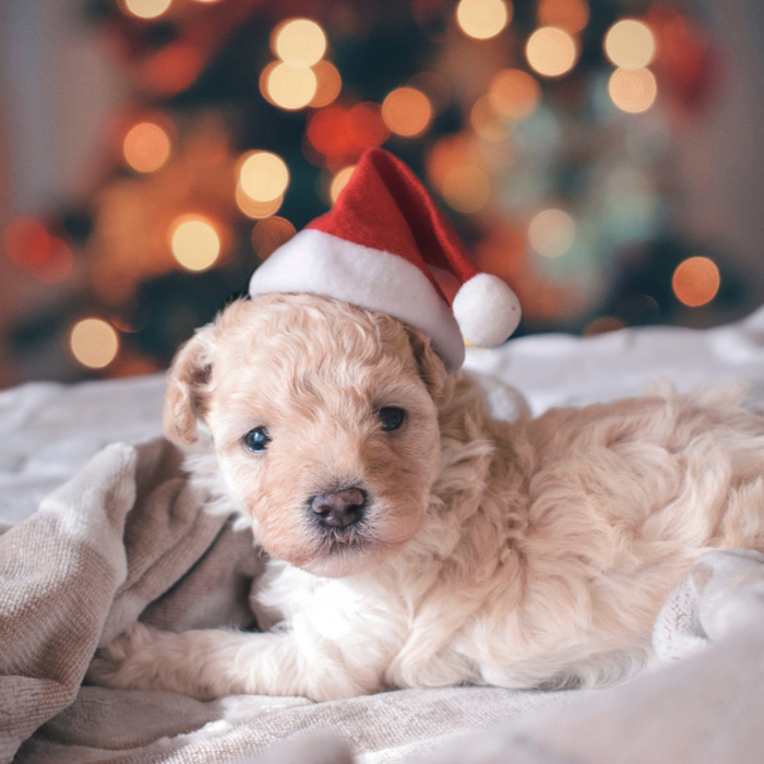 10 Christmas Gifts for your Pets