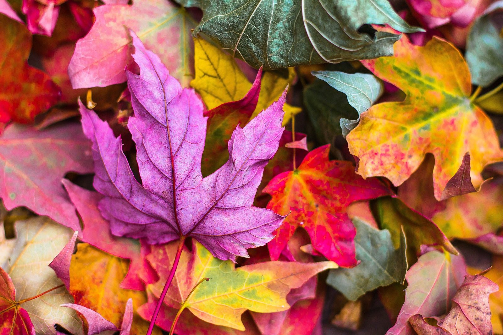 Autumn Color Palettes Fall DIY Using Cricut Vinyl