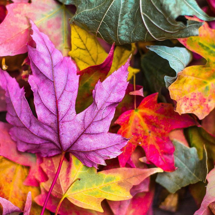 Autumn Color Palettes Fall DIY Using Cricut Vinyl