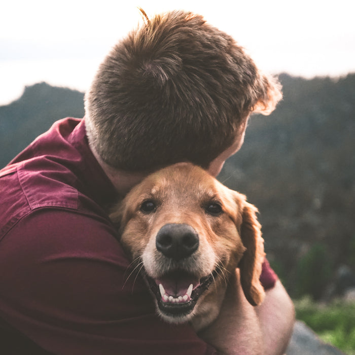 Valentine's Gifts for Pets